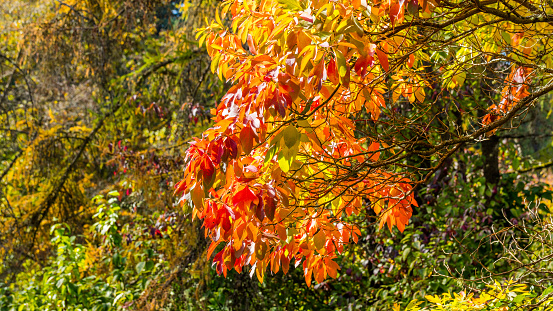 Japanese Lace Leaf Maple Tree, Japanese garden in Seattle, Autumn