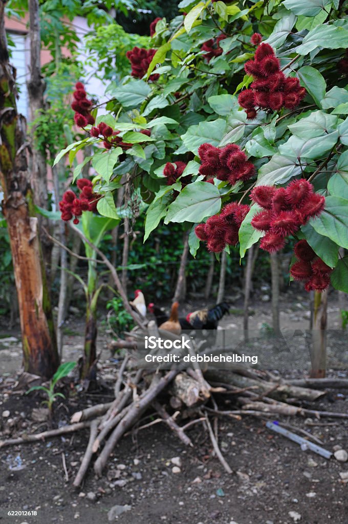 Gran árbol de Bija con gallos de fondo - Foto de stock de Achiote libre de derechos