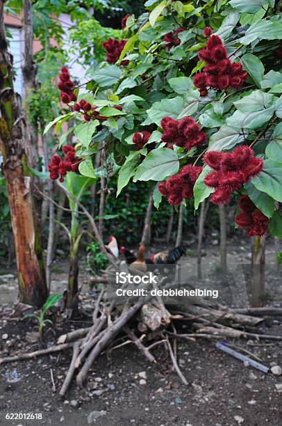 Gran Árbol De Bija Con Gallos De Fondo Foto de stock y más banco de imágenes de Achiote - Achiote, Aire libre, Alimento