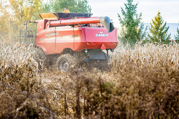 récolte de maïs en automne - organic horizon over land horizontal crop photos et images de collection