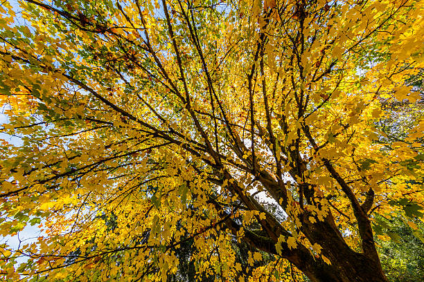 istock Golden autumn. Bright maple leaves 622013880