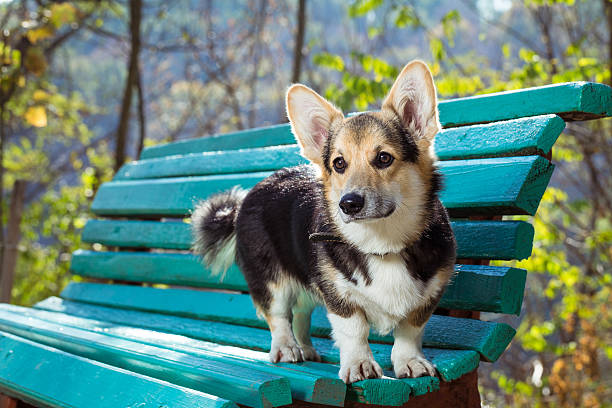 istock Welsh Corgi stands on the bench. 622015150