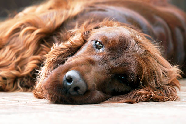 Dog portrait Portrait of a beautiful lazy Irish Setter irish setter stock pictures, royalty-free photos & images