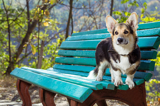 istock Welsh Corgi stands on the bench. 622015410