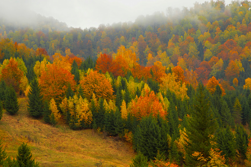 Autumnal colorful forest landscape in the morning mist