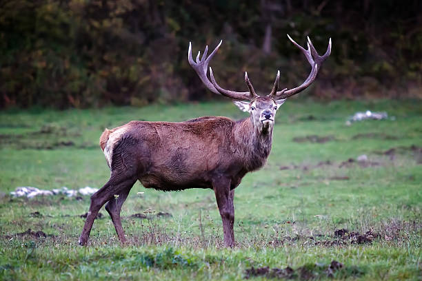 istock Male deer on the prairie 622018004
