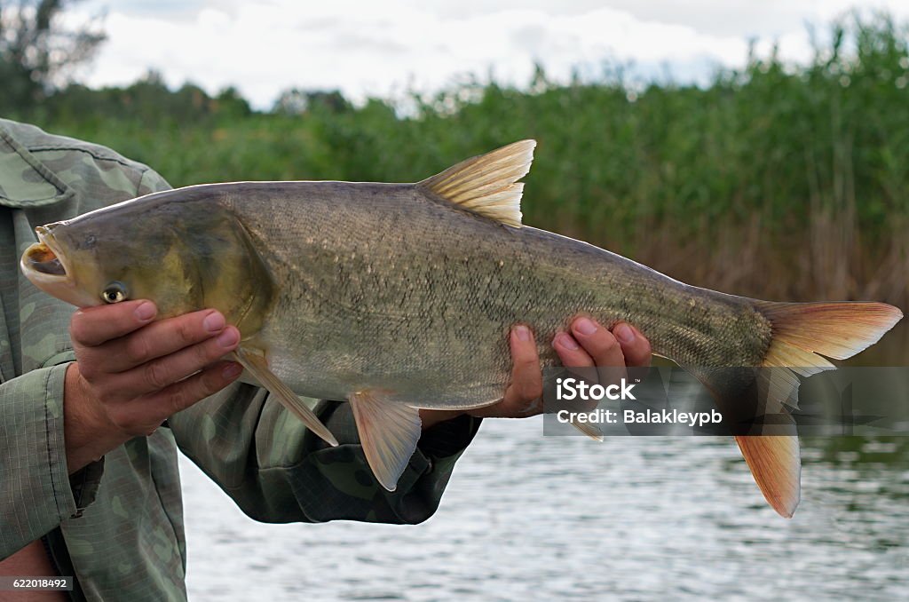 Large silver carp fisherman in his hand Large silver carp fisherman in his hand on the background of the pond with reeds Carp Stock Photo