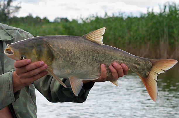 Large silver carp fisherman in his hand Large silver carp fisherman in his hand on the background of the pond with reeds carp stock pictures, royalty-free photos & images