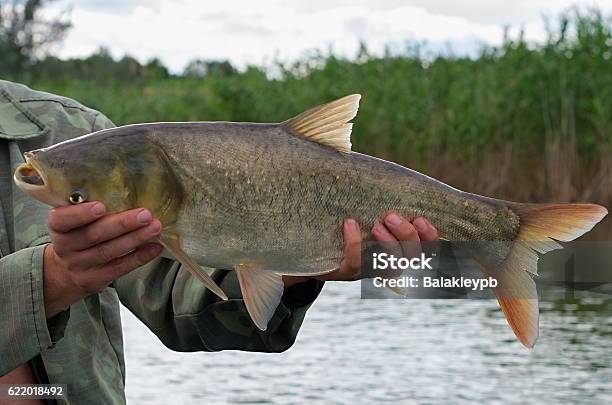 Large Silver Carp Fisherman In His Hand Stock Photo - Download Image Now - Carp, Silver Colored, Fishing