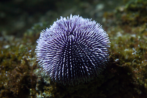 European edible sea urchin (Echinus esculentus), also known as the common sea urchin.