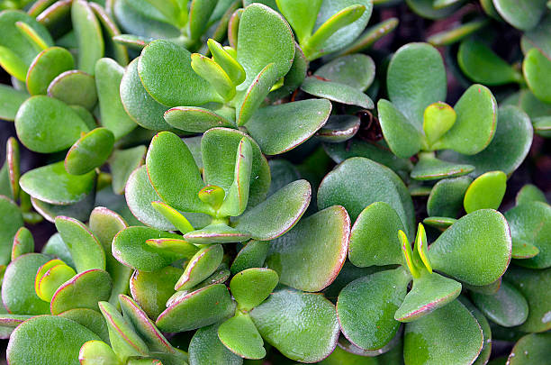 Crassula ovata (Jade Plant,Money Plant) succulent plant close up. stock photo