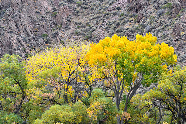 Bright yellow fall leaves stock photo