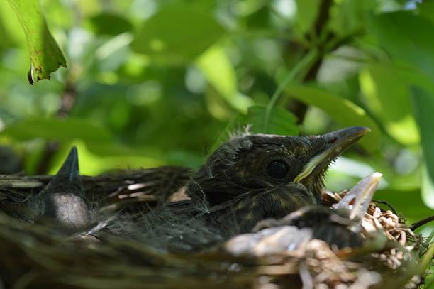 istock Birds in the nest 622031366
