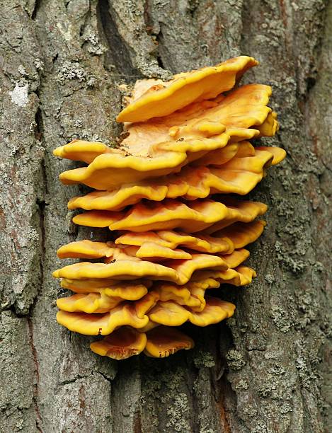 fungo della staffa laetiporus sulphureus - soil saprophyte foto e immagini stock