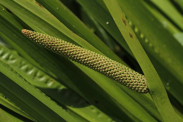 bandiera dolce acorus calamus - spadice foto e immagini stock