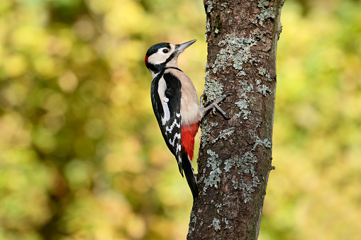 Great-spotted woodpecker,  Dendrocopos major, single male bird on branch, Warwickshire, November 2016