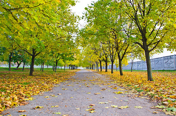istock Maple trees in city park on autumn 622033418