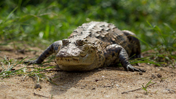 Ghana Crocodile - Kakum National Park