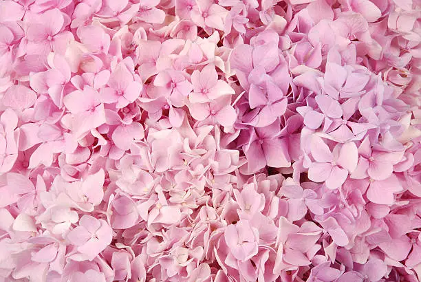 Beautiful Pink hydrangeas flower background. Natural color.