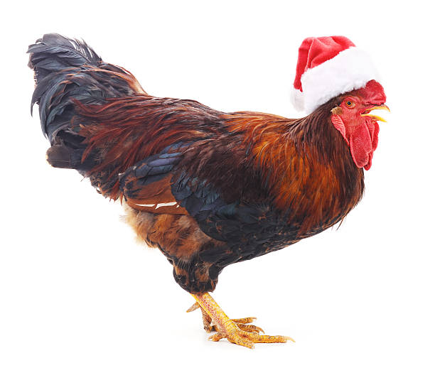 istock Red rooster in a Christmas hat. 622034812