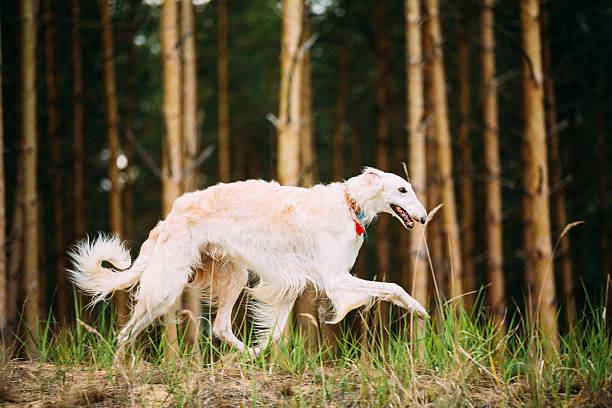 biały rosyjski borzoi - polowanie pies działa w lesie jesiennym - chart zdjęcia i obrazy z banku zdjęć