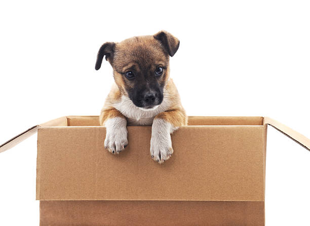 istock Puppy in the box. 622035192