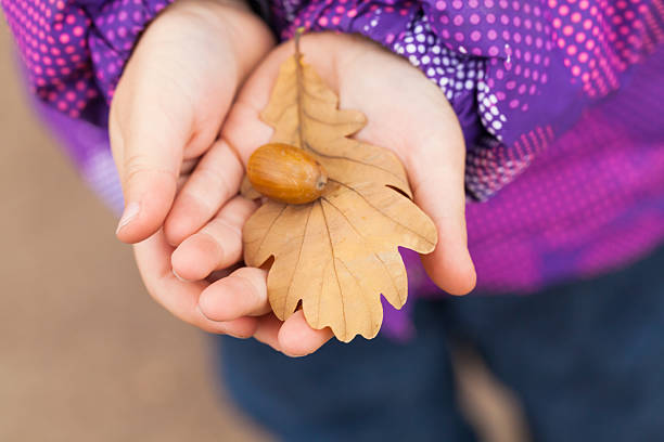 istock Acorn and autumnal oak leaf in child hands 622036320