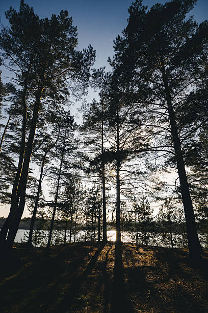 istock view inside of the forest on the trees 622037148