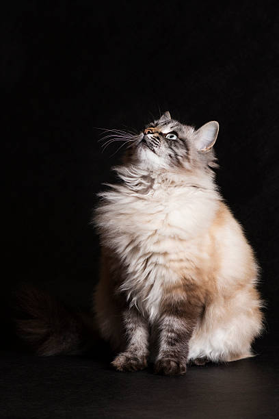 istock portrait of fluffy Siamese cat 622037648