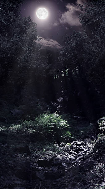 moonlight in the woods - moon forest bildbanksfoton och bilder