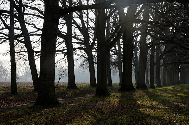 istock Lane of beeches near den Bramel 622037976