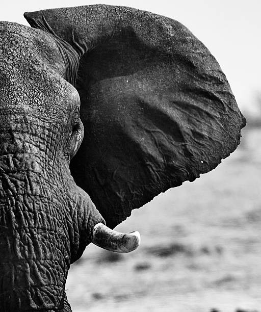 istock Elephant Ear &Tusk in black 7 White 622038488