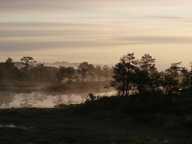 istock Bog scenery at sunrise - Kakerdaja Bog 622038830