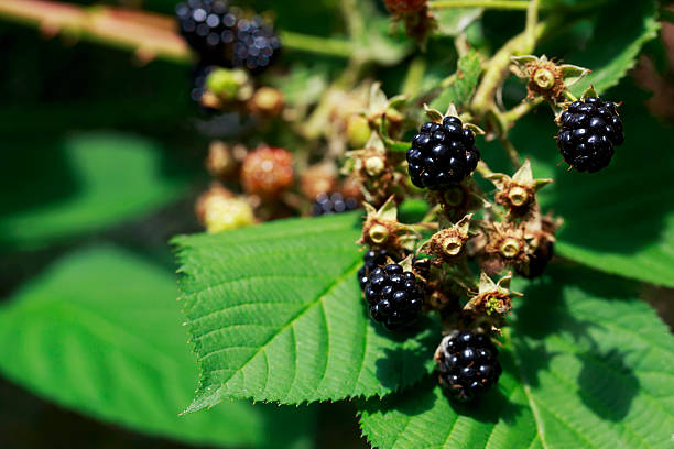 istock the blackberry plant 622040368