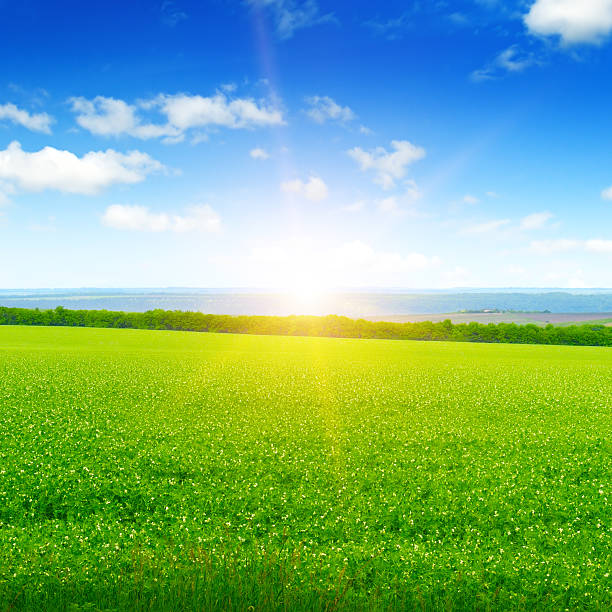 istock field, sunrise and blue sky 622041388