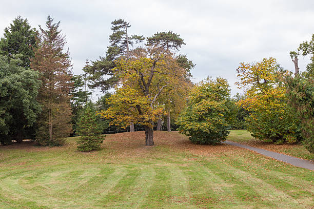 istock Autumn trees in the park 622043148