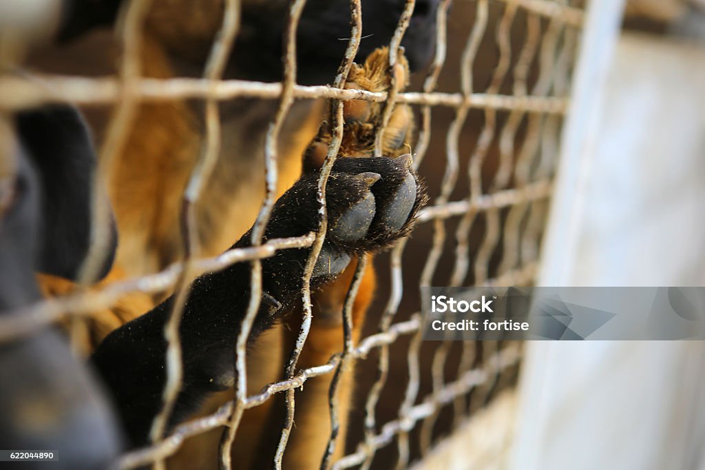Tierheim. Internat für Hunde - Lizenzfrei Hund Stock-Foto