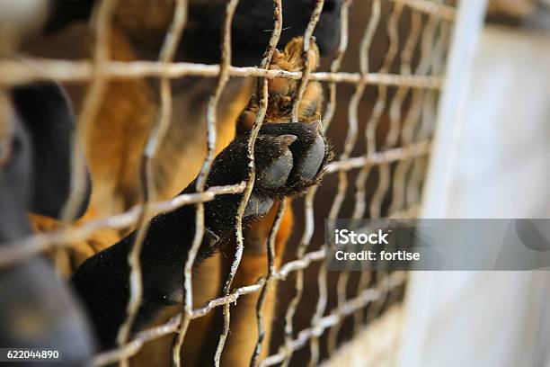 Tierheim Internat Für Hunde Stockfoto und mehr Bilder von Hund - Hund, Käfig, Vogelkäfig