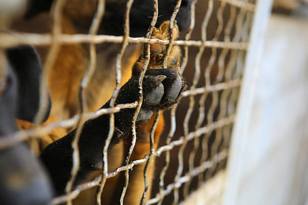 Animal shelter.Boarding home for dogs Abandoned dogs in the kennel,homeless dogs behind bars in an animal shelter.Dogs paw behind the fence,dog looking out through the wire of his cage. birdcage photos stock pictures, royalty-free photos & images