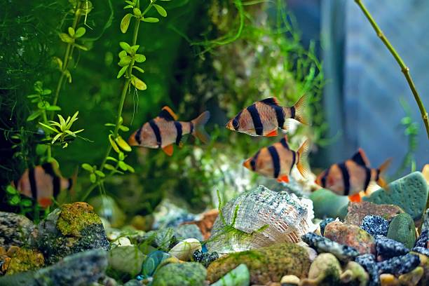 istock Tiger barb a in aquarium 622045886