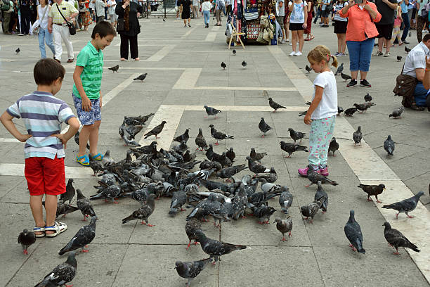 Pigeons on the Piazza San Marco of Venice - Italy Venice, Veneto, Italy - September 5, 2016: Pigeons and children on the Piazza San Marco of Venice in Italy. pigeon family stock pictures, royalty-free photos & images