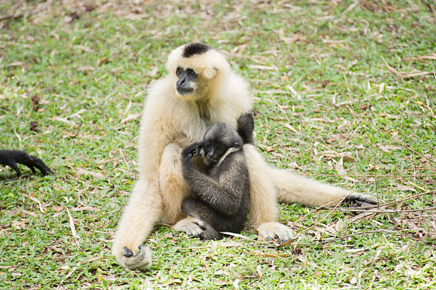 istock Family of Gibbom 622047300