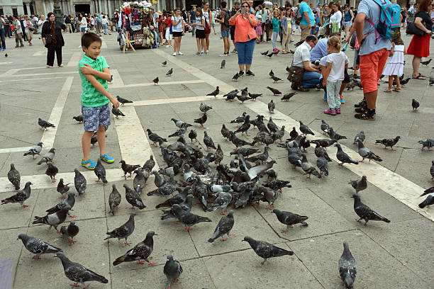 Pigeons on the Piazza San Marco of Venice - Italy Venice, Veneto, Italy - September 5, 2016: Pigeons and children on the Piazza San Marco of Venice in Italy. pigeon family stock pictures, royalty-free photos & images