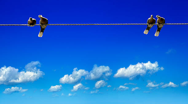 istock pigeons on power line 622047674