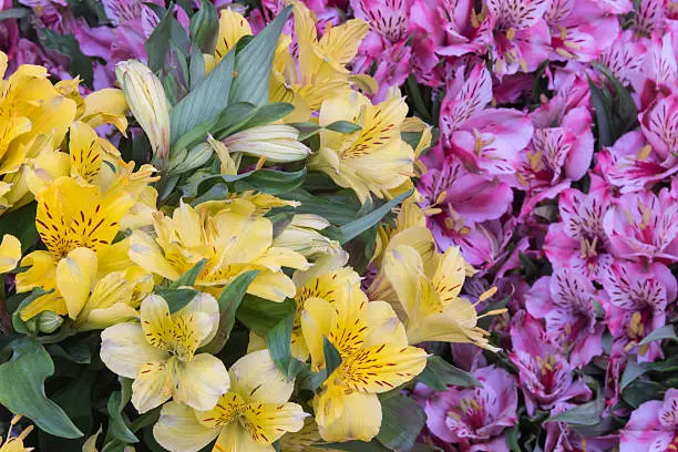 Also known as Peruvian lily. Grows mainly from cool and mountainous regions in the Andes. Ulster Mary.