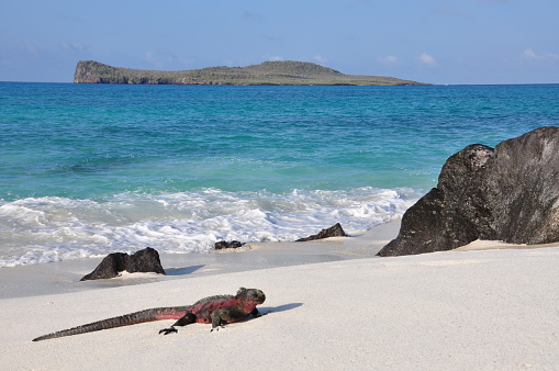 Marine Iguana on the beach in the Galapagos