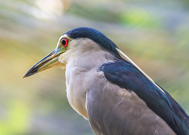 istock red eyed blue beaked sea bird 622050244