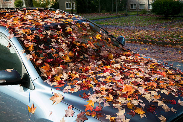 istock Maple leaves on a car. Autumn in Vancouver, Canada 622050990