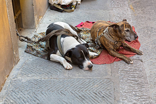 istock Two dogs on leash lay on fabric on pedestrian path 622052744