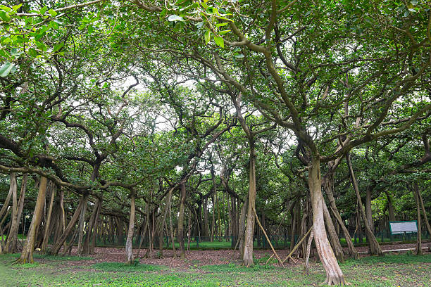 great banyan tree, howrah, west bengal, india - west indian culture imagens e fotografias de stock